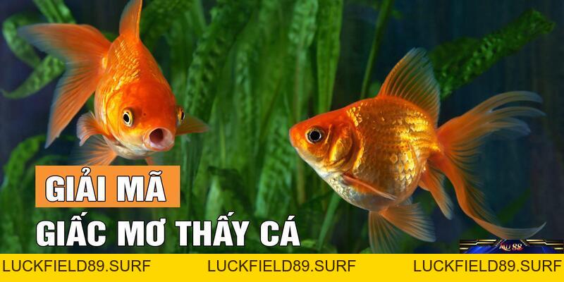 Mơ Thấy Cá Có Ý Nghĩa Gì? Giải Đáp Nhanh