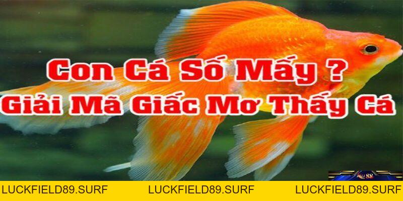 Mơ Thấy Cá Có Ý Nghĩa Gì? Giải Đáp Nhanh