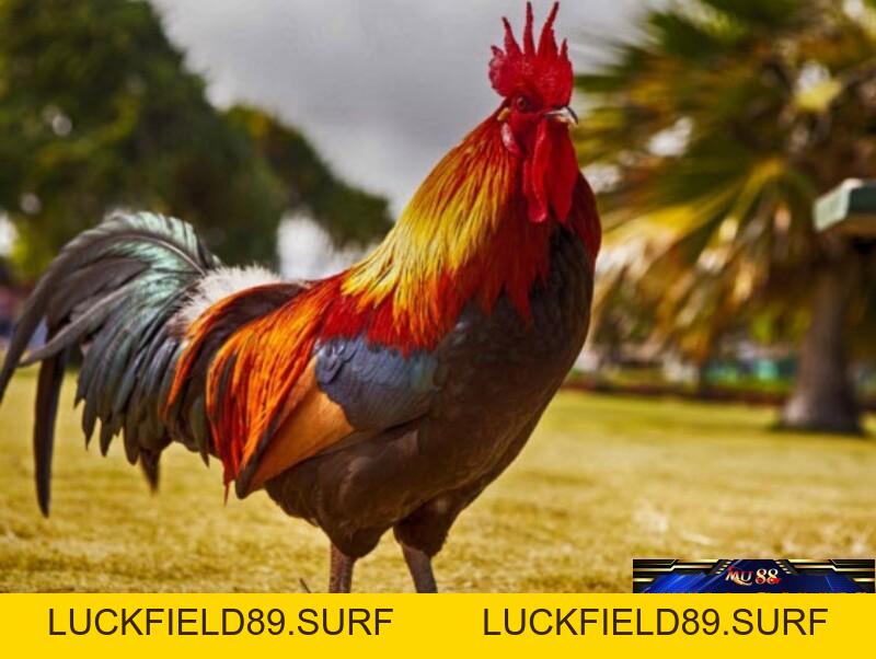 Mơ Thấy Gà Có Phải Điềm Báo Cho Sự May Mắn 