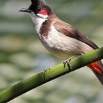 Mơ Thấy Bướm Số Mấy - Các Con Số Liên Quan